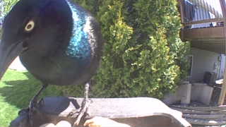 common grackle