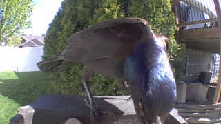 common grackle