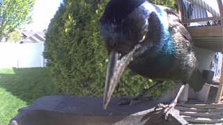 common grackle