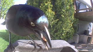 common grackle
