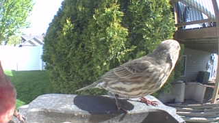house finch