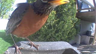 american robin
