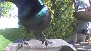 common grackle