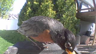 american robin