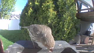cooper's hawk
