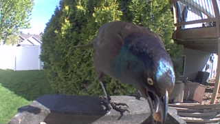 common grackle
