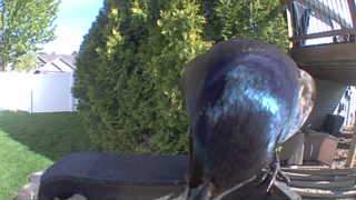 common grackle