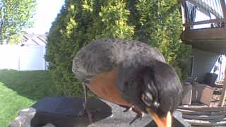 american robin