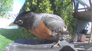 american robin
