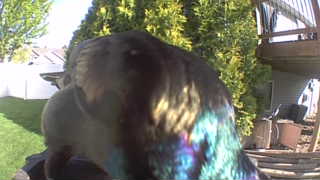 mallard