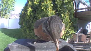 american robin
