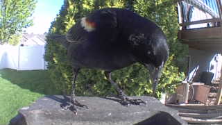 red-winged blackbird