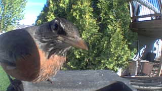 american robin