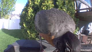 american robin