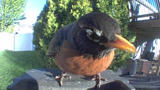 american robin