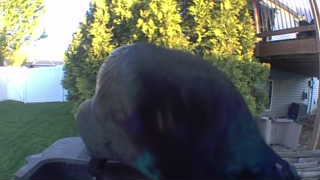 common grackle