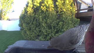 mourning dove