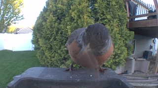 american robin