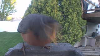 american robin