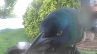 domestic duck