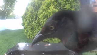 common grackle