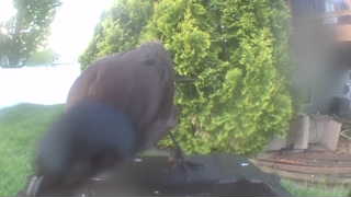 common grackle