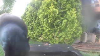 common pigeon