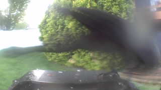common crow