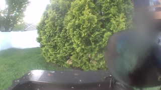 rock pigeon