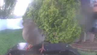 house sparrow
