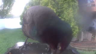 common grackle