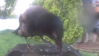 common grackle