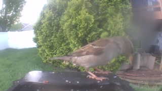 house sparrow