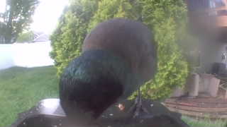 mallard