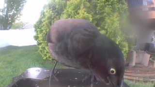 common grackle