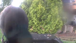 rock pigeon