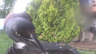 common grackle