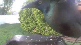 common grackle