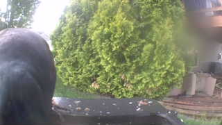 american crow
