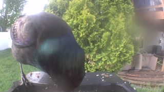 common grackle