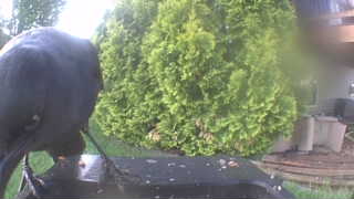 american crow