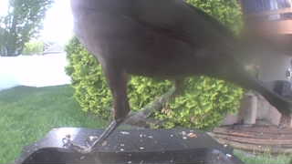common grackle