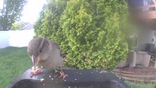 house sparrow