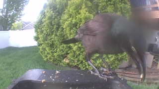 common grackle