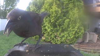 common grackle