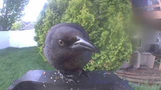 common grackle
