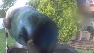 european starling