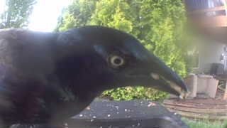 common grackle