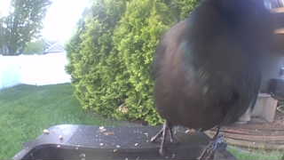 common grackle