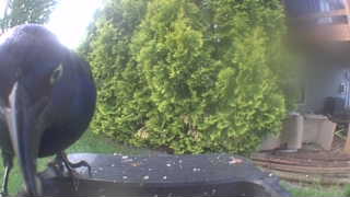 american crow